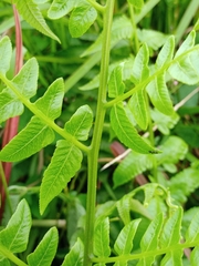 Diplazium esculentum