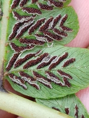 Diplazium esculentum