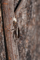 Eurepa marginipennis