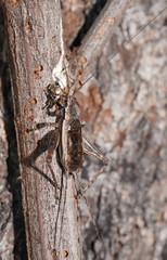 Eurepa marginipennis