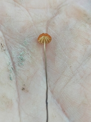 Cryptomarasmius