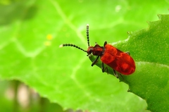 Lemodes coccinea