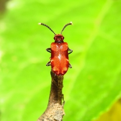 Lemodes coccinea