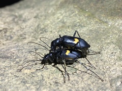 Oxycheila tristis