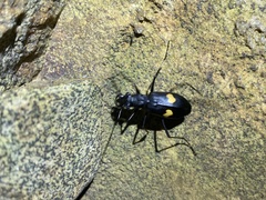 Oxycheila tristis