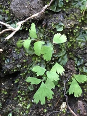 Adiantum jordanii