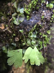 Adiantum jordanii