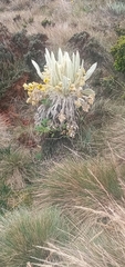 Espeletia pycnophylla