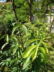 Phaleria macrocarpa