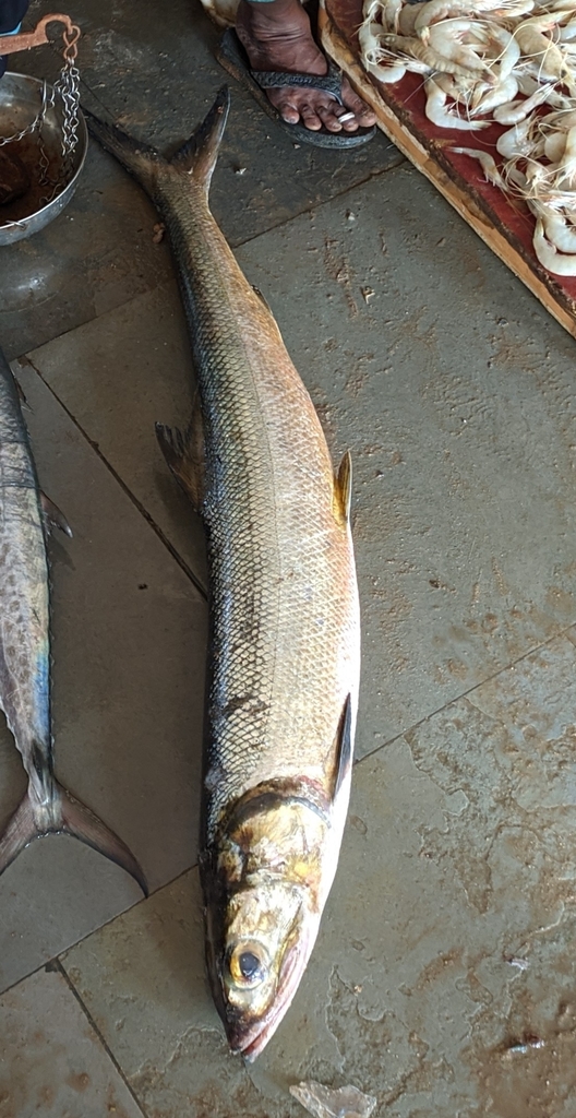 Tenpounder