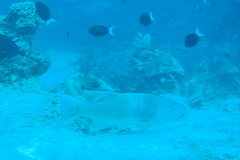 Plectropomus oligacanthus