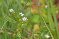 Stellaria media
