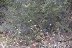 Mantisalca salmantica