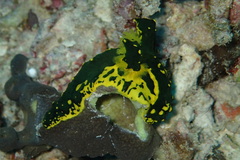 Notodoris gardineri