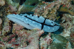 Phyllidiopsis shireenae