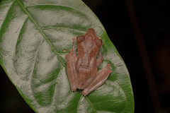 Polypedates colletti