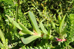 Carpobrotus deliciosus