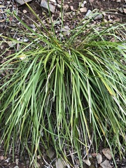 Lomandra densiflora