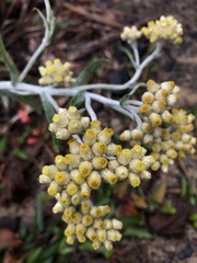 Pseudognaphalium adnatum