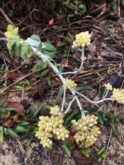 Pseudognaphalium adnatum