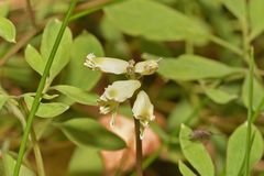 Ceratocapnos claviculata