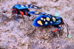 Arniocera auriguttata