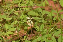 Ceratocapnos claviculata