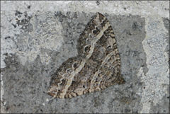 Chrysolarentia subrectaria