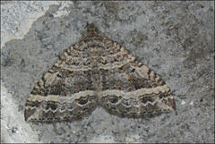 Chrysolarentia subrectaria