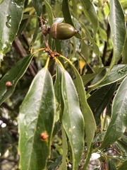 Quercus longinux