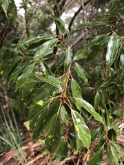 Quercus longinux