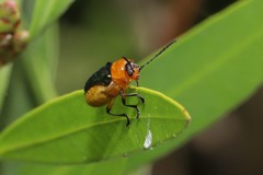 Aporocera