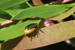 Aporocera