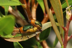 Aporocera