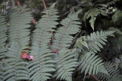 Alsophila loheri