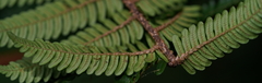 Alsophila loheri