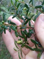 Bertya pomaderroides