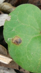 Puccinia asarina