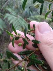 Bertya pomaderroides