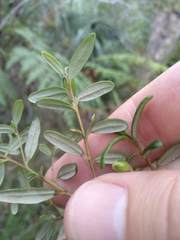 Bertya pomaderroides