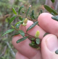 Bertya pomaderroides