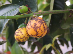 Garcinia brasiliensis