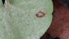 Puccinia asarina