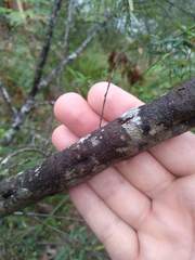 Bertya pomaderroides