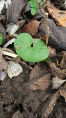 Puccinia asarina