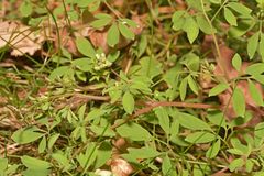 Ceratocapnos claviculata