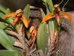 Maxillaria aciantha