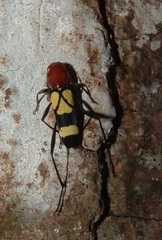Pirangoclytus amaryllis