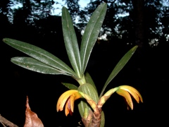 Maxillaria aciantha