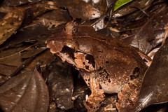 Limnonectes malesianus